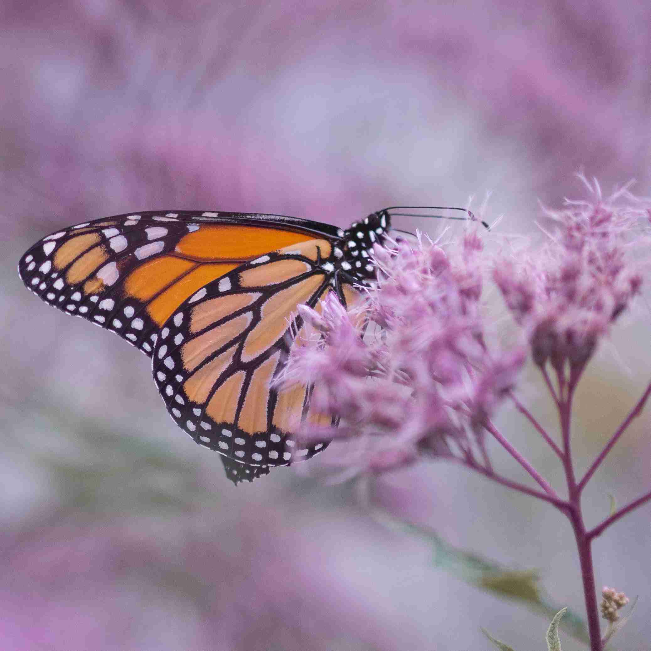 Butterfly-Rounded Butterfly-Rounded